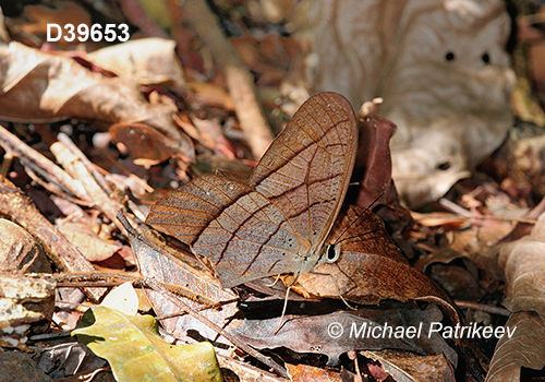 Pierella lamia